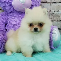 Princess, a female Pomeranian for sale in Marionville, MO – 3 of 5