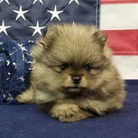 Jolee, a female Pomeranian for sale in Marionville, MO – 4 of 10