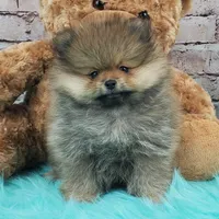 Jax, a male Pomeranian for sale in Marionville, MO – 6 of 6
