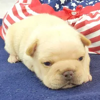Keira, a female French Bulldog for sale in Marionville, MO – 2 of 7