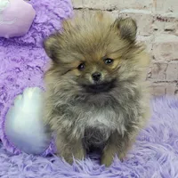 Whitney, a female Pomeranian for sale in Marionville, MO – 5 of 10
