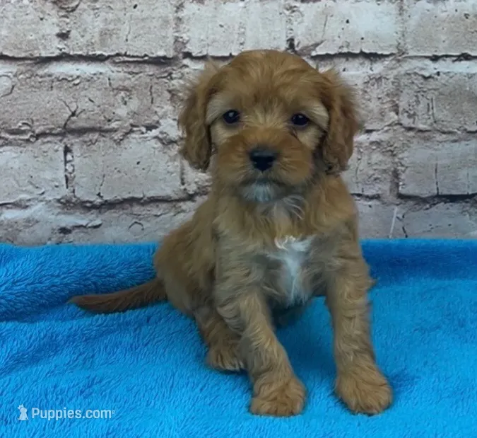Shay – Cavapoo puppy for sale in Marionville, MO