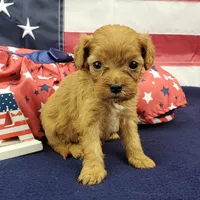 Shay, a female Cavapoo for sale in Marionville, MO – 6 of 6