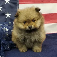 Jax, a male Pomeranian for sale in Marionville, MO – 6 of 9