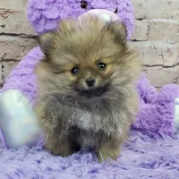 Whitney, a female Pomeranian for sale in Marionville, MO – 7 of 10