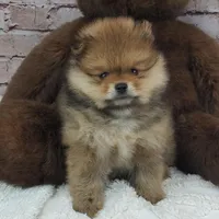 Eddy, a male Pomeranian for sale in Marionville, MO – 5 of 7