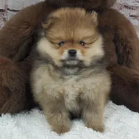 Eddy, a male Pomeranian for sale in Marionville, MO – 6 of 7