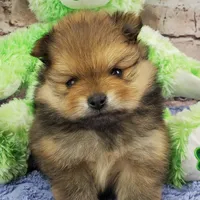 Eddy, a male Pomeranian for sale in Marionville, MO – Photo 6 of 7