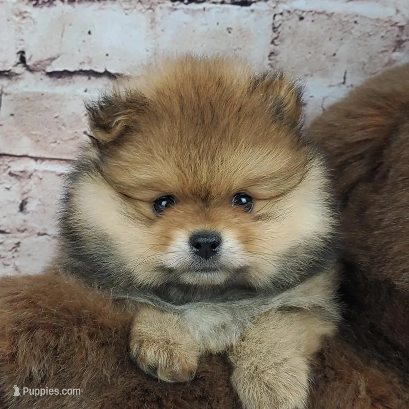 Eddy – Pomeranian puppy for sale in Marionville, MO