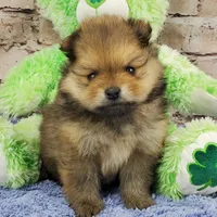 Eddy, a male Pomeranian for sale in Marionville, MO – Photo 4 of 7