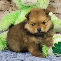 Eddy, a male Pomeranian for sale in Marionville, MO – Photo 3 of 7