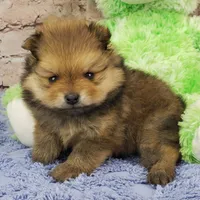 Eddy, a male Pomeranian for sale in Marionville, MO – Photo 2 of 7