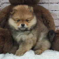 Eddy, a male Pomeranian for sale in Marionville, MO – 7 of 7