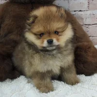Eddy, a male Pomeranian for sale in Marionville, MO – 2 of 7