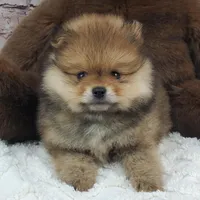 Eddy, a male Pomeranian for sale in Marionville, MO – 3 of 7