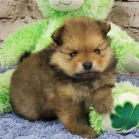 Eddy, a male Pomeranian for sale in Marionville, MO – Photo 7 of 7