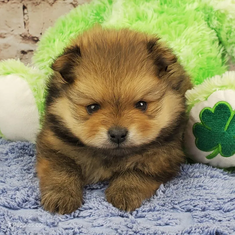 Eddy – Pomeranian puppy for sale in Marionville, MO