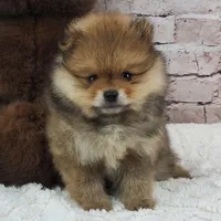 Eddy, a male Pomeranian for sale in Marionville, MO – 4 of 7