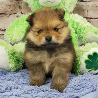 Eddy, a male Pomeranian for sale in Marionville, MO – Photo 5 of 7