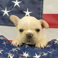 Keoki, a male French Bulldog for sale in Marionville, MO – 10 of 10