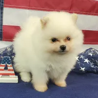Nash, a male Pomeranian for sale in Marionville, MO – 6 of 8
