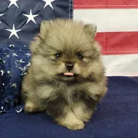 Jolee, a female Pomeranian for sale in Marionville, MO – 10 of 10