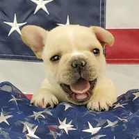 Keoki, a male French Bulldog for sale in Marionville, MO – 7 of 10