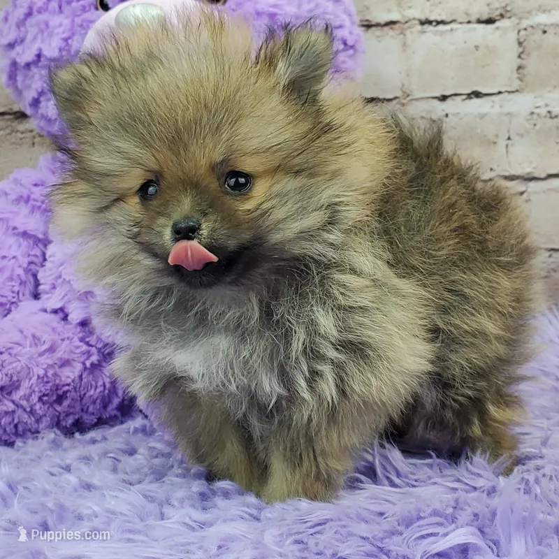 Whitney – Pomeranian puppy for sale in Marionville, MO