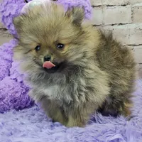Whitney, a female Pomeranian for sale in Marionville, MO – 4 of 10