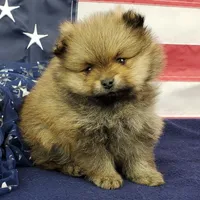 Jax, a male Pomeranian for sale in Marionville, MO – 9 of 9