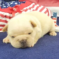 Keira, a female French Bulldog for sale in Marionville, MO – 3 of 7