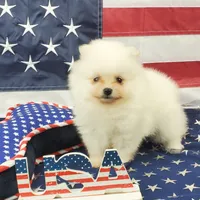 Nugget, a male Pomeranian for sale in Marionville, MO – 4 of 9