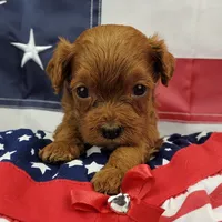 Suki, a female Cavapoo for sale in Marionville, MO – 7 of 7