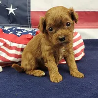 Suki, a female Cavapoo for sale in Marionville, MO – 5 of 7