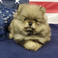 Jolee, a female Pomeranian for sale in Marionville, MO – 6 of 10