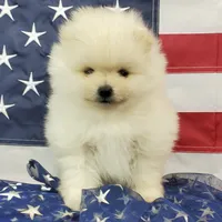 Juliette, a female Pomeranian for sale in Marionville, MO – 4 of 7