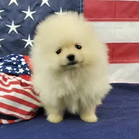 Wynette, a female Pomeranian for sale in Marionville, MO – 7 of 9