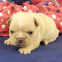 Kenzie, a female French Bulldog for sale in Marionville, MO – 4 of 5