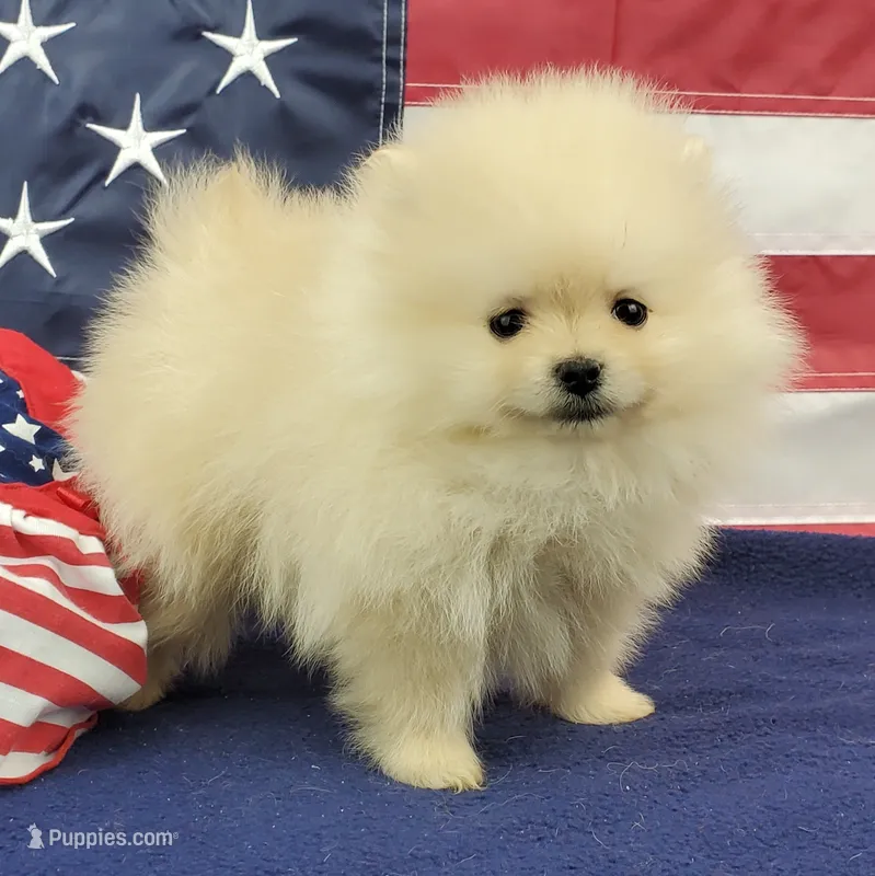 Wynette – Pomeranian puppy for sale in Marionville, MO