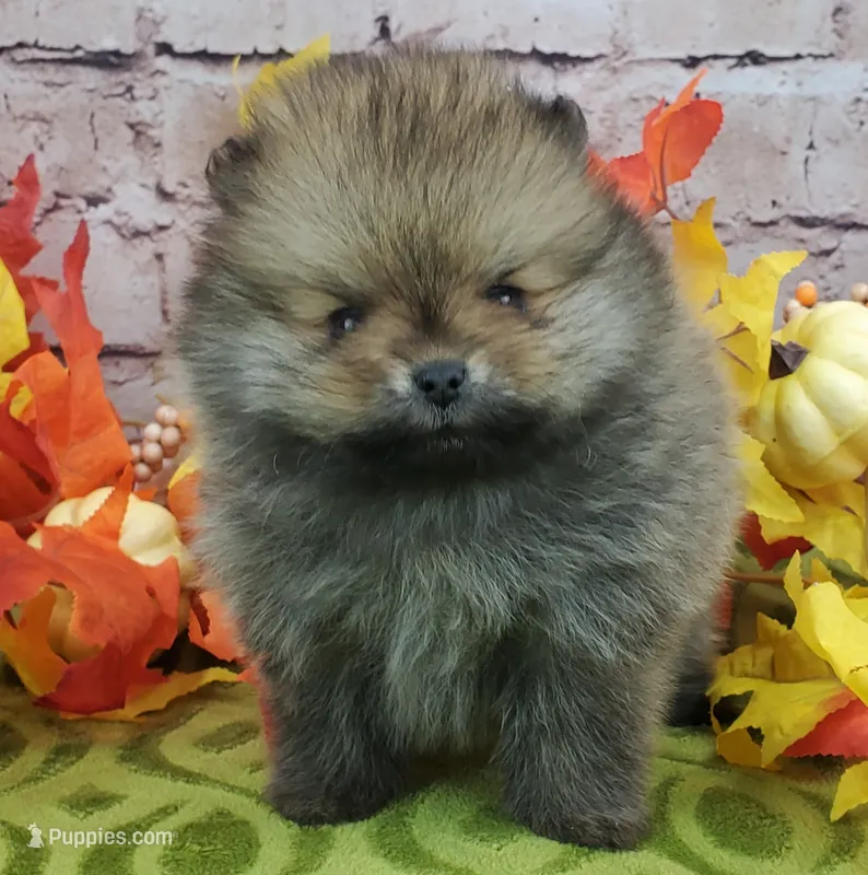 Fajita – Pomeranian puppy for sale in Marionville, MO