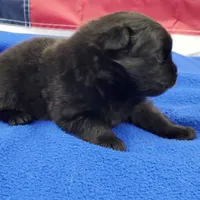 Nash, a male Pomeranian for sale in Marionville, MO – 5 of 5