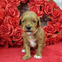 processed/bd4691bc-5f8d-46a7-8260-7a95cec7c7f4/listing/361084af-b2d2-4f16-9d7d-3516f815164d/10ed6f8f-3dd3-4fe5-968c-15c3475bf63a