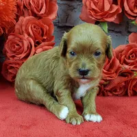 processed/bd4691bc-5f8d-46a7-8260-7a95cec7c7f4/listing/361084af-b2d2-4f16-9d7d-3516f815164d/4032afbc-77a7-49aa-8179-9482d3a71dce