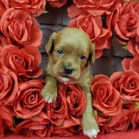 processed/bd4691bc-5f8d-46a7-8260-7a95cec7c7f4/listing/361084af-b2d2-4f16-9d7d-3516f815164d/46766ec9-52ff-44ec-a1fa-4c2ff9e46a11