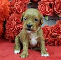 processed/bd4691bc-5f8d-46a7-8260-7a95cec7c7f4/listing/361084af-b2d2-4f16-9d7d-3516f815164d/a4038b7f-68ab-4a29-bd27-7265a48d9814