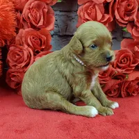 processed/bd4691bc-5f8d-46a7-8260-7a95cec7c7f4/listing/361084af-b2d2-4f16-9d7d-3516f815164d/e7b8aa1f-2898-4587-83e4-d517b46c1b09