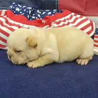 Keira, a female French Bulldog for sale in Marionville, MO – 4 of 7