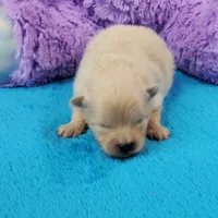 Wrangler, a male Pomeranian for sale in Marionville, MO – 3 of 4