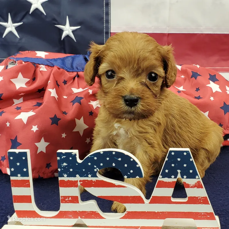 Shay – Cavapoo puppy for sale in Marionville, MO