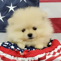 Wynette, a female Pomeranian for sale in Marionville, MO – 2 of 9